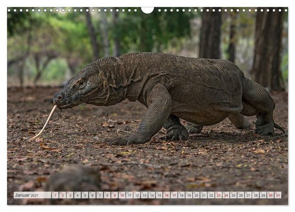 Produktbild: Drachen: Geheimnisvolles Tierreich (Wandkalender 2027 DIN A3 quer), CALVENDO Monatskalender