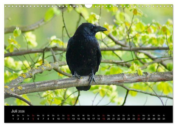 Produktbild: Das Leben der Rabenv&ouml;gel (Wandkalender 2026 DIN A3 quer), CALVENDO Monatskalender