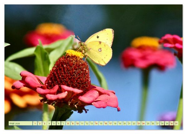 Produktbild: LA MAGIE DES PAPILLONS (Calendrier mural 2026 DIN A3 vertical), CALVENDO calendrier mensuel