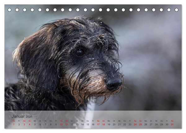 Produktbild: Treue Jagdgef&auml;hrten - Kleine Jagdhunde im Einsatz (Tischkalender 2026 DIN A5 quer), CALVENDO Monatskalender
