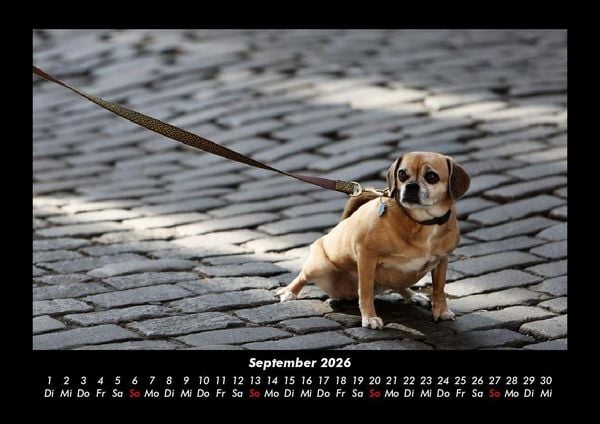 Produktbild: Welt der Tiere 2026 Fotokalender DIN A3