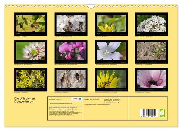 Produktbild: Die Wildbienen Deutschlands (Wandkalender 2026 DIN A3 quer), CALVENDO Monatskalender