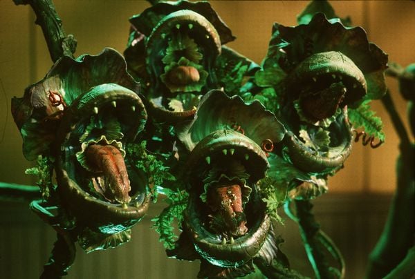 Produktbild: Der kleine Horrorladen [DC]