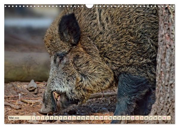 Produktbild: Unverwechselbar - Wildschwein (Wandkalender 2026 DIN A3 quer), CALVENDO Monatskalender