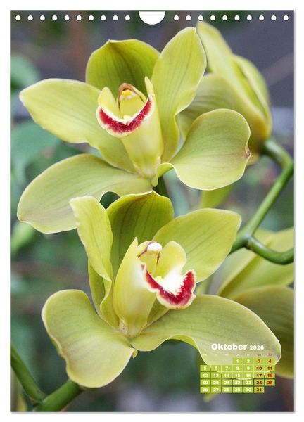 Produktbild: Traumhafte Orchideen (Wandkalender 2026 DIN A4 hoch), CALVENDO Monatskalender