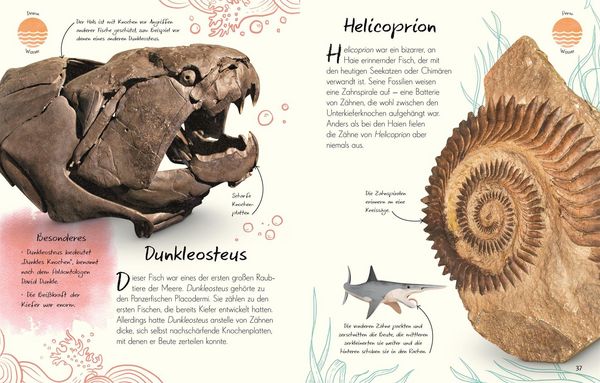 Produktbild: Wundervolle Welt - Kleine Sch&auml;tze. Fossilien