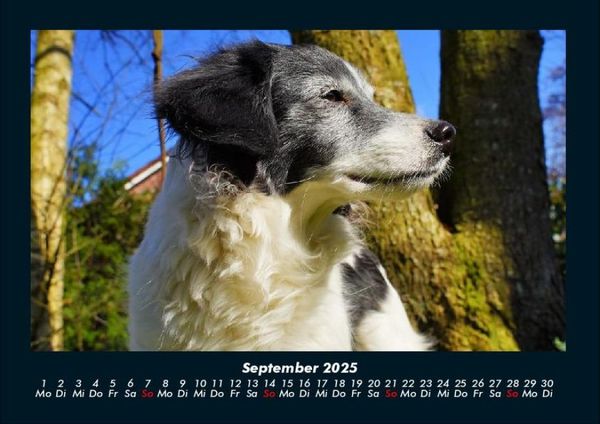 Produktbild: Hunde 2025 Fotokalender DIN A4