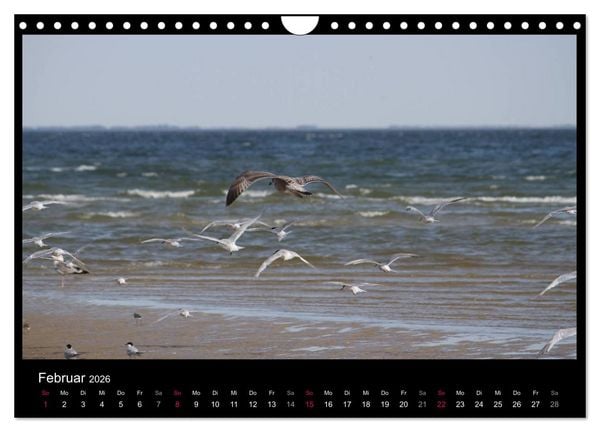 Produktbild: Texel, eine Perle Hollands (Wandkalender 2026 DIN A4 quer), CALVENDO Monatskalender