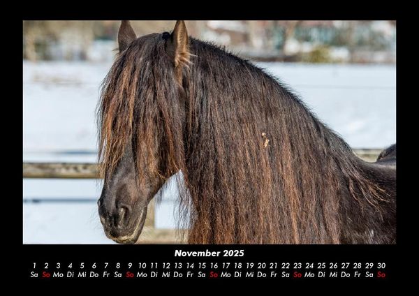 Produktbild: Die Welt der Pferde 2025 Fotokalender DIN A3