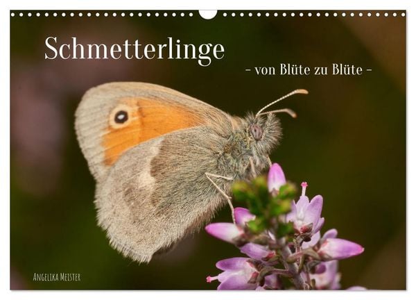 Schmetterlinge - von Blüte zu Blüte - (Wandkalender 2025 DIN A3 quer), CALVENDO Monatskalender