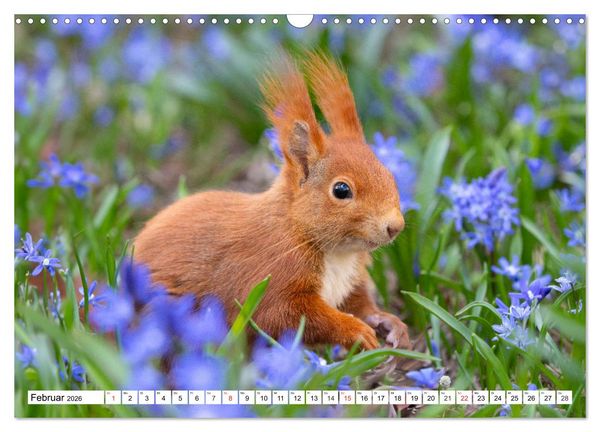 Produktbild: Eichh&ouml;rnchen im K&ouml;niglichen Garten (Wandkalender 2026 DIN A3 quer), CALVENDO Monatskalender