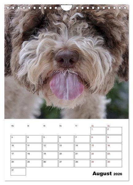 Produktbild: Lagotto Romagnolo - Lustige Zwerge (Wandkalender 2026 DIN A4 hoch), CALVENDO Monatskalender