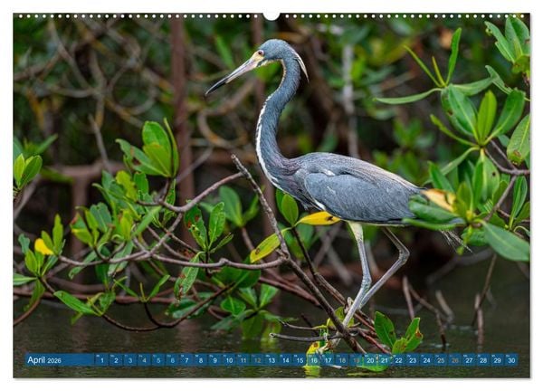 Produktbild: Blaureiher und Dreifarbenreiher (Wandkalender 2026 DIN A2 quer), CALVENDO Monatskalender