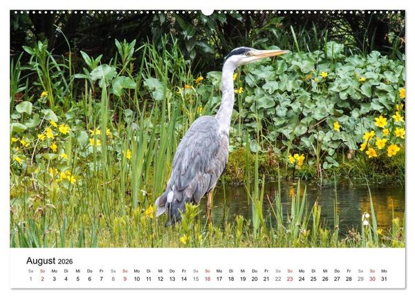 Produktbild: Paradies Naturgarten (Wandkalender 2026 DIN A2 quer), CALVENDO Monatskalender