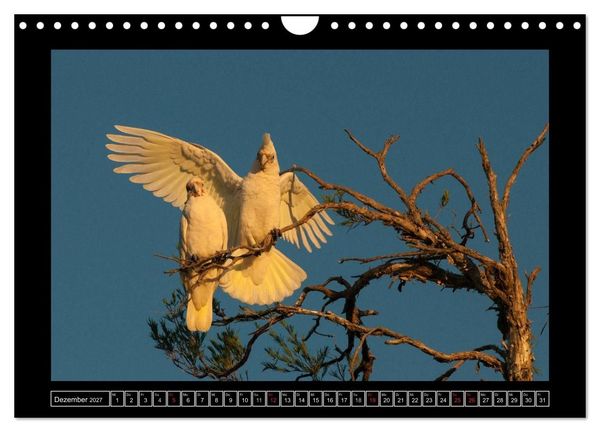Produktbild: V&ouml;gel von "Down Under" Australien (Wandkalender 2027 DIN A4 quer), CALVENDO Monatskalender