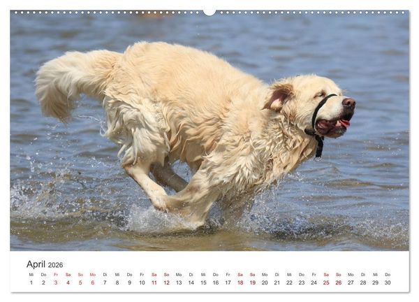 Produktbild: Freunde auf vier Pfoten am Strand (Wandkalender 2026 DIN A2 quer), CALVENDO Monatskalender