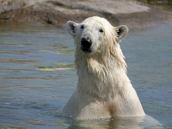 Produktbild: CALVENDO Puzzle Eisb&auml;r | 1000 Teile Lege-Gr&ouml;&szlig;e 64x48cm Foto-Puzzle f&uuml;r gl&uuml;ckliche Stunden