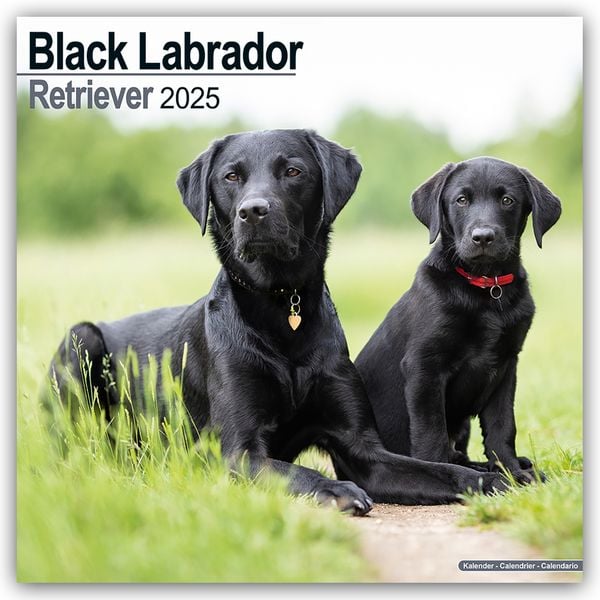 Black Labrador Retriever – Schwarzer Labrador 2025 – 16-Monatskalender