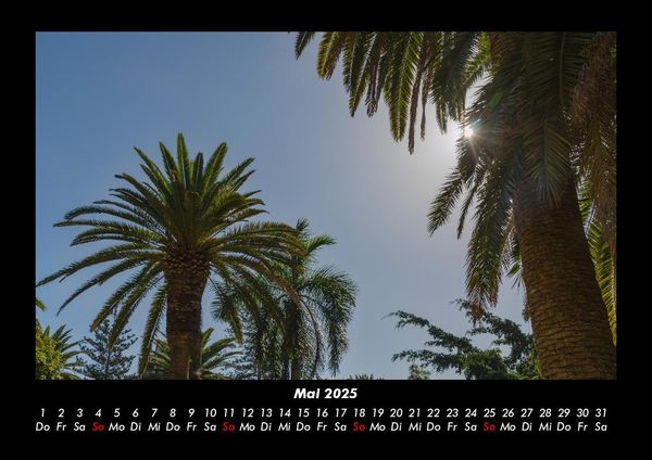 Produktbild: Palmentraum 2025 Fotokalender DIN A3