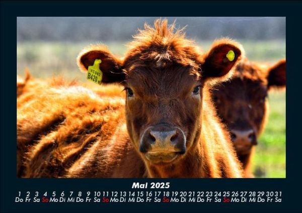 Produktbild: Tiere auf dem Bauernhof 2025 Fotokalender DIN A5