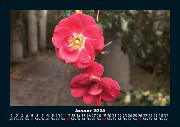 Produktbild: Blumenzauber 2025 Fotokalender DIN A5