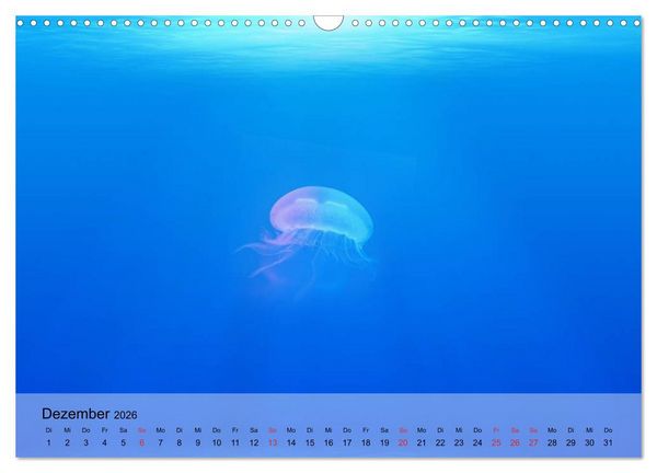 Produktbild: Quallen. Die Welt der Medusen (Wandkalender 2026 DIN A3 quer), CALVENDO Monatskalender