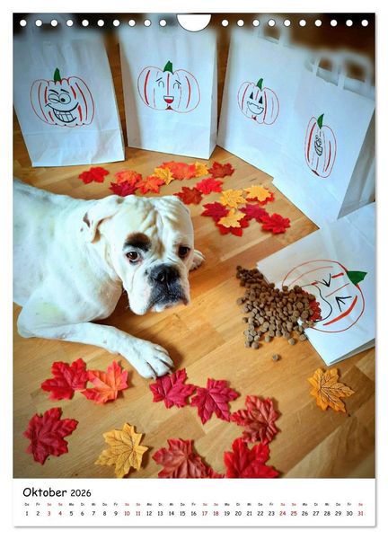 Produktbild: Wei&szlig;er BOXER (Wandkalender 2026 DIN A4 hoch), CALVENDO Monatskalender