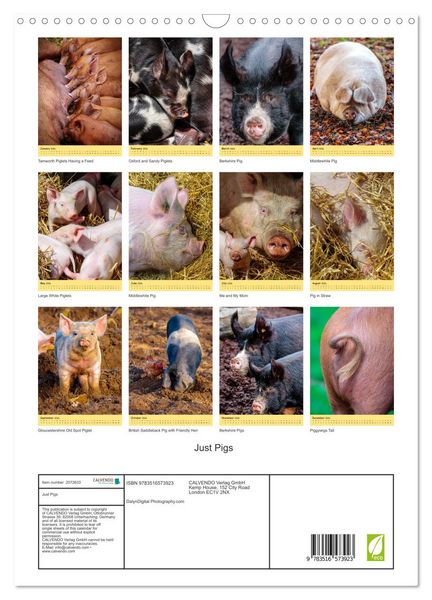 Produktbild: Just Pigs (Wall Calendar 2026 DIN A3 portrait), CALVENDO 12 Month Wall Calendar