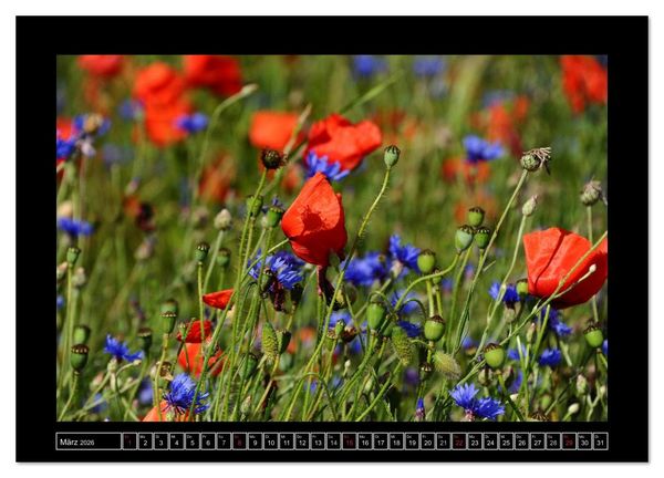 Produktbild: Roter Mohn, bunte Wiesen (Wandkalender 2026 DIN A4 quer), CALVENDO Monatskalender