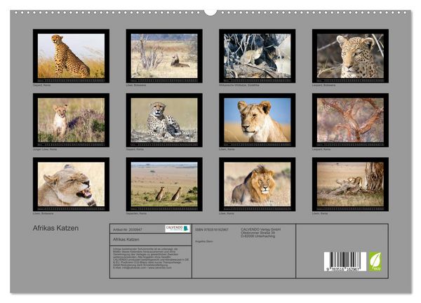 Produktbild: Afrikas Katzen (hochwertiger Premium Wandkalender 2026 DIN A2 quer), Kunstdruck in Hochglanz