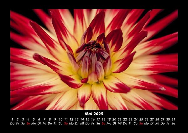 Produktbild: Blumentr&auml;ume 2025 Fotokalender DIN A3