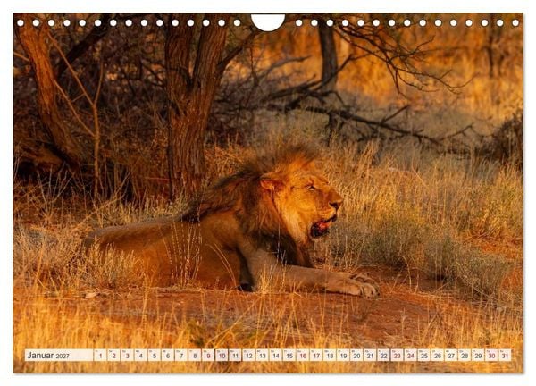 Produktbild: Afrikas Tierwelt - L&ouml;wen (Wandkalender 2027 DIN A4 quer), CALVENDO Monatskalender