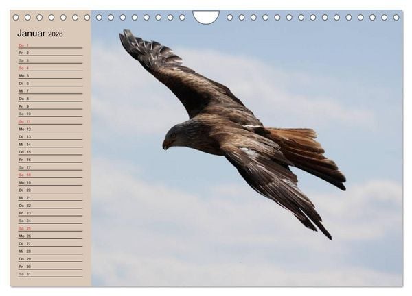Produktbild: Der Steinadler. Majest&auml;tischer Greifvogel (Wandkalender 2026 DIN A4 quer), CALVENDO Monatskalender