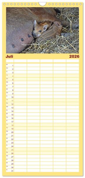 Produktbild: Familienplaner 2026 - Der Schweinekalender mit 5 Spalten (Wandkalender, 21 x 45 cm) CALVENDO