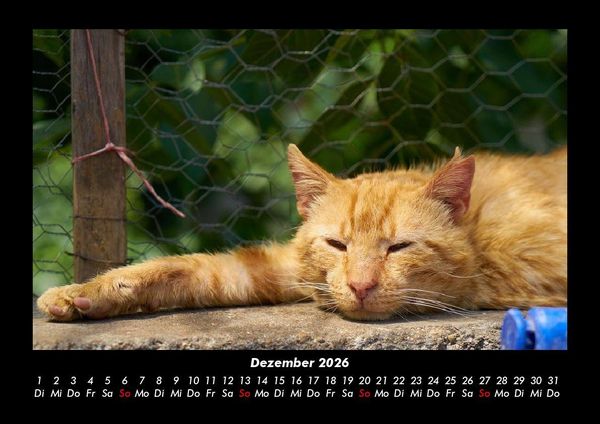 Produktbild: F&uuml;r Katzenfreunde 2026 Fotokalender DIN A3