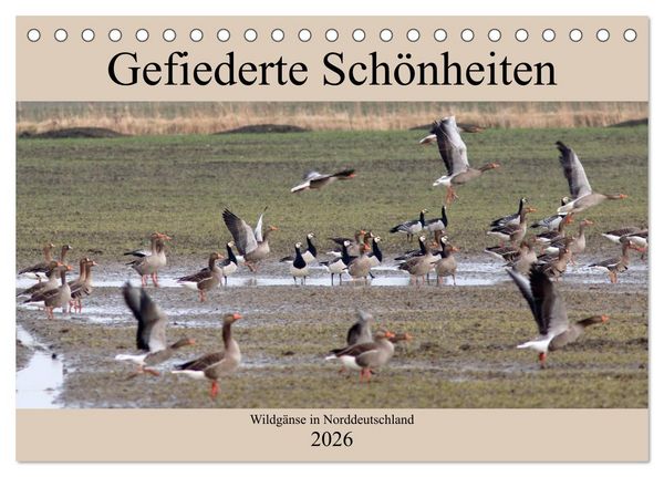 Produktbild: Gefiederte Sch&ouml;nheiten - Wildg&auml;nse in Norddeutschland (Tischkalender 2026 DIN A5 quer), CALVENDO Monatskalender