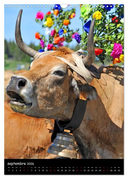 Produktbild: Vaches d'Aubrac (Calendrier mural 2026 DIN A3 horizontal), CALVENDO calendrier mensuel