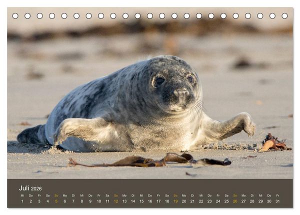 Produktbild: Robben auf der Helgol&auml;nder D&uuml;ne (Tischkalender 2026 DIN A5 quer), CALVENDO Monatskalender
