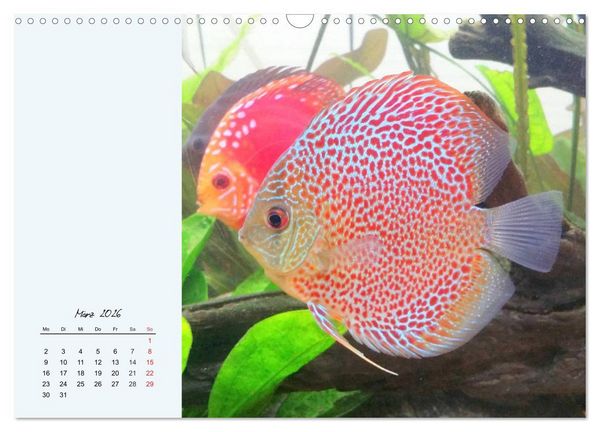 Produktbild: Diskusfische. Die bezaubernden Lieblinge vieler Aquarianer (Wandkalender 2026 DIN A3 quer), CALVENDO Monatskalender