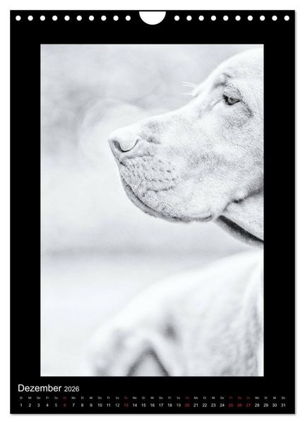Produktbild: Vizsla-Liebe (Wandkalender 2026 DIN A4 hoch), CALVENDO Monatskalender