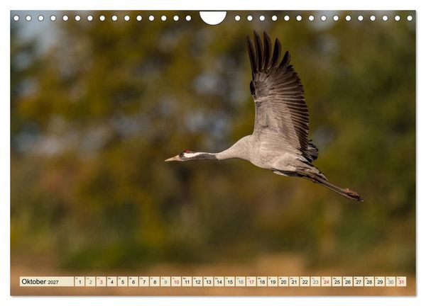 Produktbild: Niedersachsens Natur (Wandkalender 2027 DIN A4 quer), CALVENDO Monatskalender