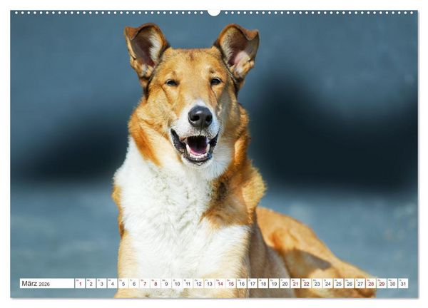 Produktbild: Britische H&uuml;tehunde - Treue Freunde auf vier Pfoten (hochwertiger Premium Wandkalender 2026 DIN A2 quer), Kunstdruck in Hochglanz