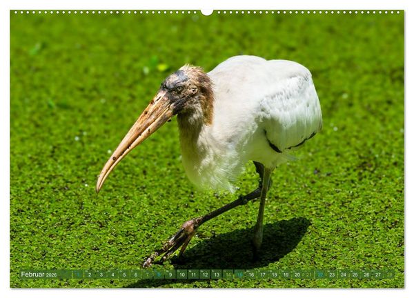 Produktbild: Waldstorch und Anhinga (hochwertiger Premium Wandkalender 2026 DIN A2 quer), Kunstdruck in Hochglanz