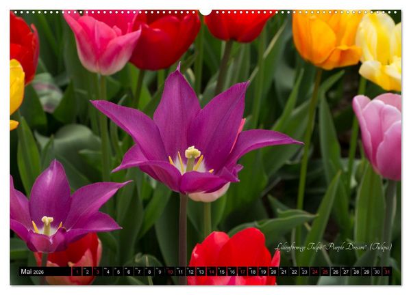 Produktbild: Zierbilder der Natur BLUMEN (Wandkalender 2026 DIN A2 quer), CALVENDO Monatskalender