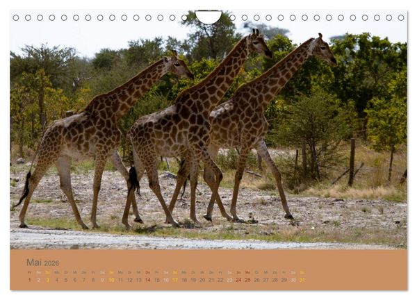 Produktbild: Afrika Impressionen. NAMIBIA - S&Uuml;DAFRIKA - BOTSWANA (Wandkalender 2026 DIN A4 quer), CALVENDO Monatskalender
