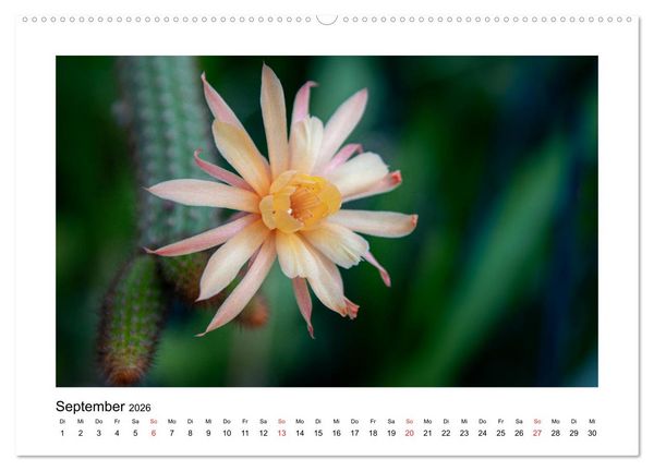Produktbild: Kakteen und Sukkulenten (hochwertiger Premium Wandkalender 2026 DIN A2 quer), Kunstdruck in Hochglanz