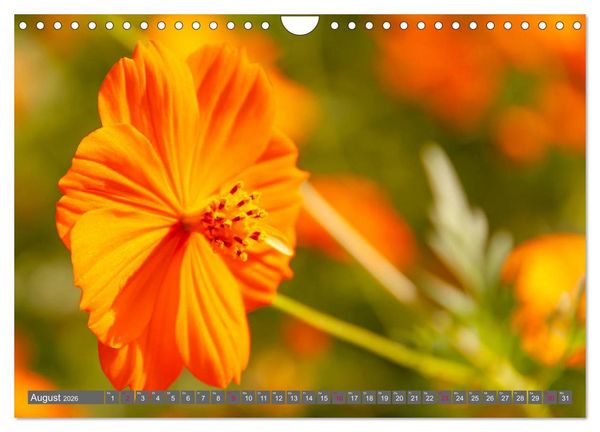 Produktbild: Blumenpracht der Welt (Wandkalender 2026 DIN A4 quer), CALVENDO Monatskalender