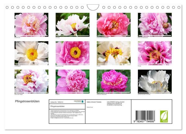 Produktbild: Pfingstrosenbl&uuml;ten (Wandkalender 2026 DIN A4 quer), CALVENDO Monatskalender