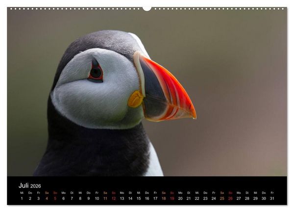 Produktbild: Welt der Papageitaucher (hochwertiger Premium Wandkalender 2026 DIN A2 quer), Kunstdruck in Hochglanz