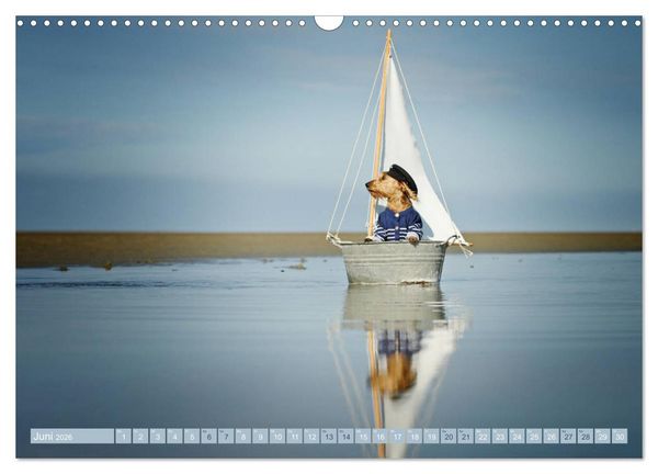 Produktbild: DACKELmix Elli Pirelli (Wandkalender 2026 DIN A3 quer), CALVENDO Monatskalender